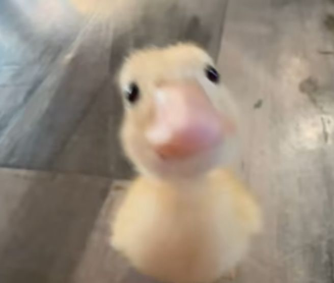 Chip the Duck